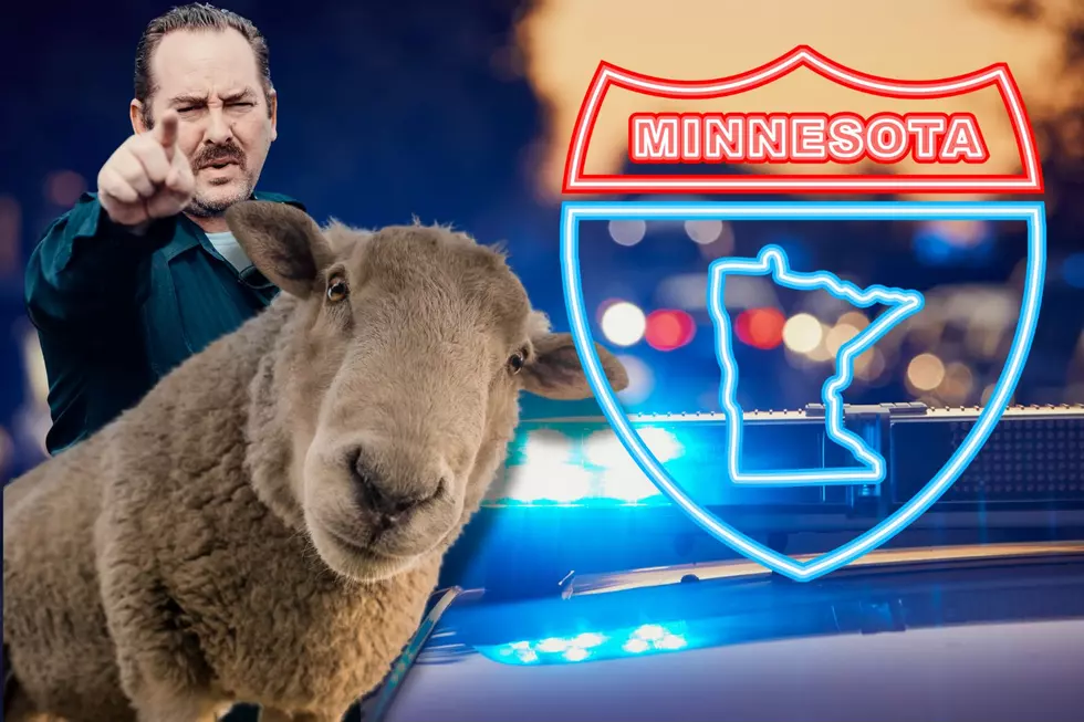 On The ‘Lam': Minnesota Sheep Continues To Evade Capture