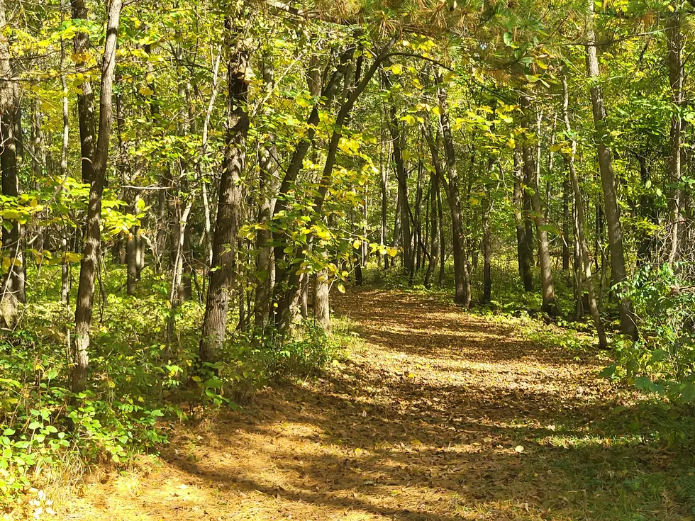Cooler Temps Invite Families To Minnesota’s Beautiful Forests