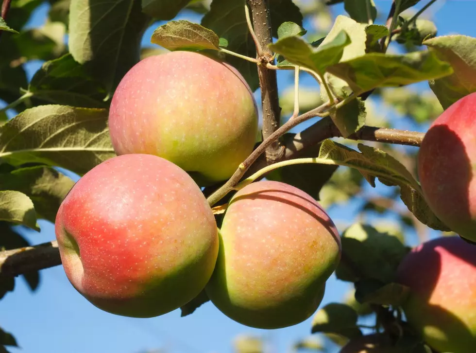 Celebrate National Apple Month With Minnesota’s Best Orchards